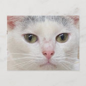 Überqueren von George die Nahe Postkarte der Katze (Vorderseite)