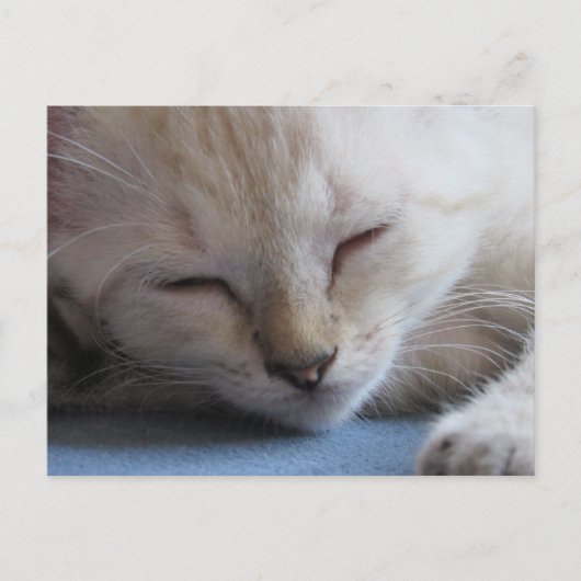 Überquerung Schlaf Siamese Kitten - Miss Winter Postkarte (Vorderseite)