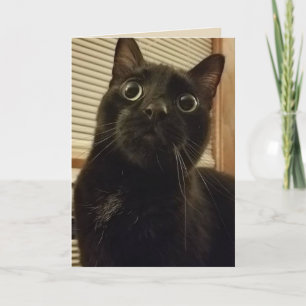 Überraschende Black Cat Card Karte