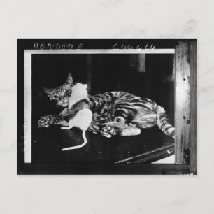 Überraschende Freundschaft - Cat Minnie und Mike M Postkarte