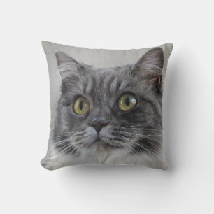 Überraschende graue Katze, eine charakteristische Kissen