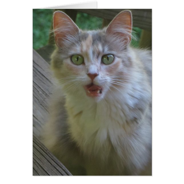 Überraschende Katze (Vorne)