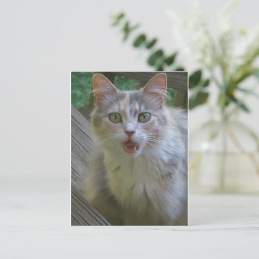 Überraschende Katze Postkarte (Stehend Vorderseite)