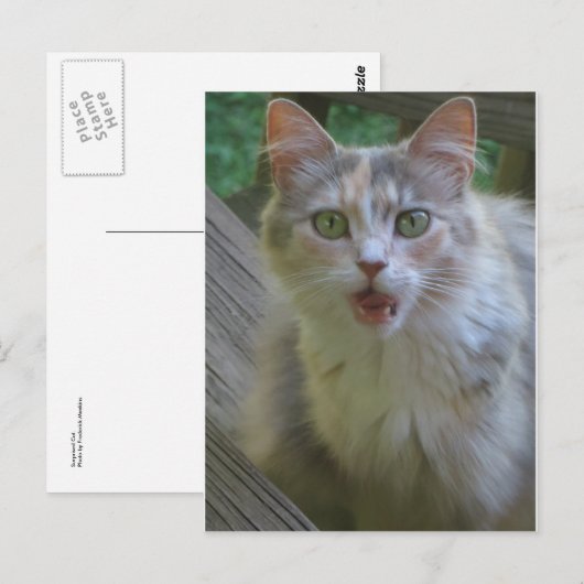 Überraschende Katze Postkarte (Vorne/Hinten)