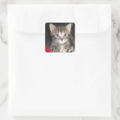Überraschende Kitten-Aufkleber Quadratischer Aufkleber (Tasche)