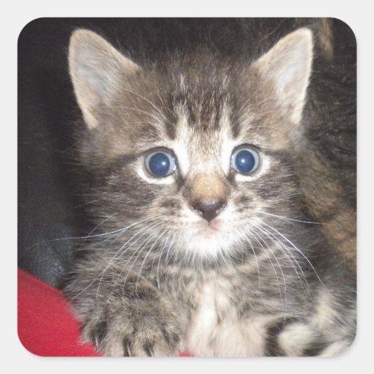 Überraschende Kitten-Aufkleber Quadratischer Aufkleber (Vorderseite)