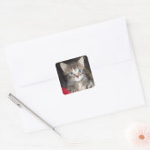 Überraschende Kitten-Aufkleber Quadratischer Aufkleber (Umschlag)