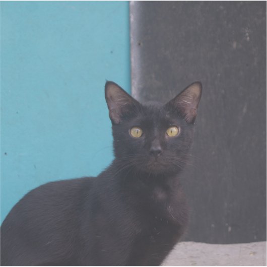 Überraschende Schwarze Katze Aufkleber (Vorderseite)