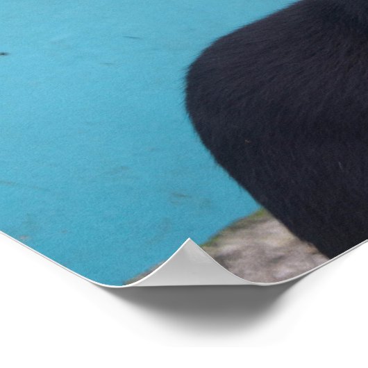 Überraschende Schwarze Katze Poster (Ecke)