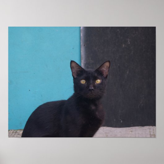 Überraschende Schwarze Katze Poster (Vorne)