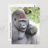 Überraschender Gorilla Postkarte (Vorne/Hinten)