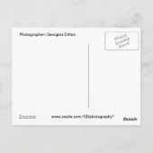 Überraschender Gorilla Postkarte (Rückseite)