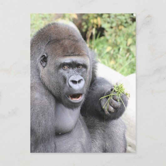 Überraschender Gorilla Postkarte (Vorderseite)