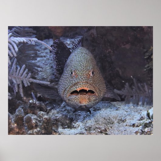 Überraschender Grouper Poster (Vorne)