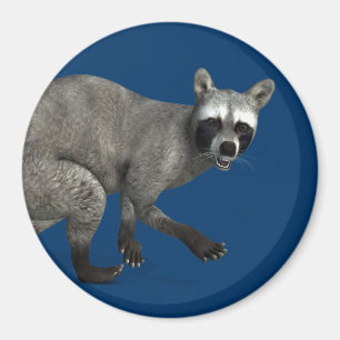 Überraschender Raccoon Magnet