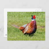 Überraschendes, eckiges Pheasant im Gras Postkarte (Vorne/Hinten)