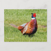 Überraschendes, eckiges Pheasant im Gras Postkarte (Vorderseite)