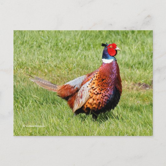 Überraschendes, eckiges Pheasant im Gras Postkarte (Vorderseite)
