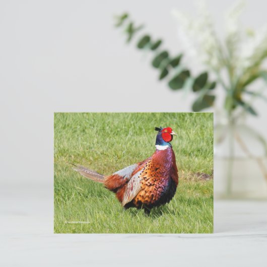 Überraschendes, eckiges Pheasant im Gras Postkarte (Stehend Vorderseite)