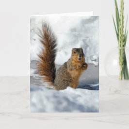 Überraschendes Eichhörnchen Karte