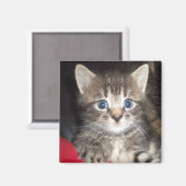 Überraschendes Kitten Magnet (Vorderseite/Rückseite)