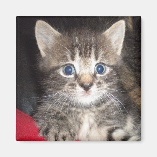 Überraschendes Kitten Magnet (Vorne)