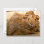 Überraschte Guinea Schweinekarte Postkarte (Vorne/Hinten)