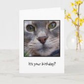 Überraschte Katze, ist es Ihr Geburtstag? Karte (Gelbe Blume)