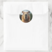 Überraschtes Capybara-Nah-Up Runder Aufkleber (Tasche)