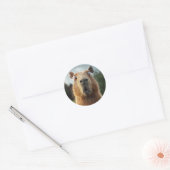 Überraschtes Capybara-Nah-Up Runder Aufkleber (Umschlag)