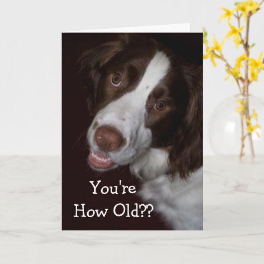 Überraschung Englisch Springer Spaniel Geburtstag Karte (Gelbe Blume)