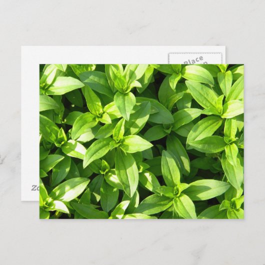 Überreichlich Bodenbedeckung Postkarte (Vorne/Hinten)