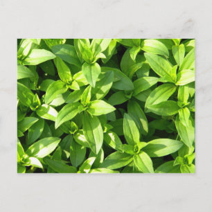 Überreichlich Bodenbedeckung Postkarte