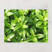 Überreichlich Bodenbedeckung Postkarte (Vorderseite)