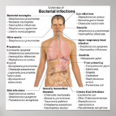 Übersicht über bakterielle Infektionen beim Mensch Poster (Vorne)