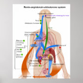 Übersicht über das Renin-Angiotensin-System Poster (Vorne)