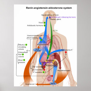 Übersicht über das Renin-Angiotensin-System Poster