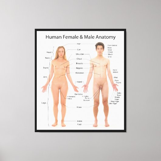 Übersicht über die Anatomie von Männern und Frauen Leinwanddruck (Vorderseite)