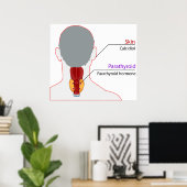 Übersicht über die Calciumregulierung im menschlic Poster (Heimbüro)