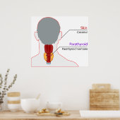 Übersicht über die Calciumregulierung im menschlic Poster (Küche)