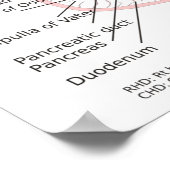 Übersicht über die Galle der Blase des Biliary Sys Poster (Ecke)