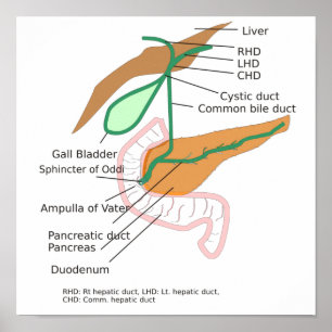 Übersicht über die Galle der Blase des Biliary Sys Poster
