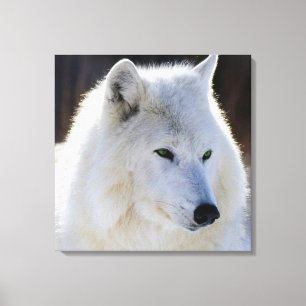 überzogene Canvas/grüner Mit Augen Weißer Wolf Leinwanddruck