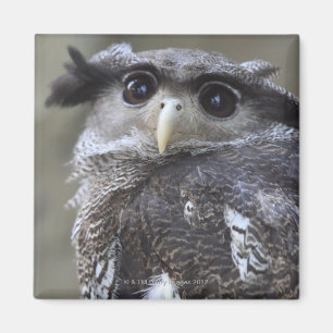 Ueno, Taitoh-ku, Tokyo, Japan 2 Magnet