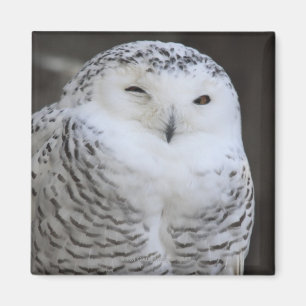 Ueno, Taitoh-ku, Tokyo, Japan Magnet