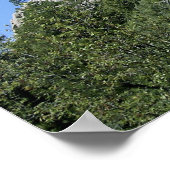 UFO Salamander am Devils Tower Poster (Ecke)