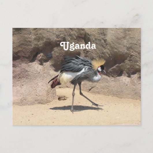 Uganda Crested Crane Postkarte (Vorderseite)