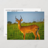 Uganda Murchison Falls Antelope Postcard Postkarte (Vorne/Hinten)