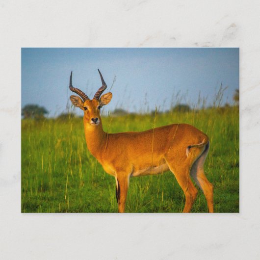 Uganda Murchison Falls Antelope Postcard Postkarte (Vorderseite)