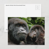Ugandan Gorillas Postkarte (Vorne/Hinten)